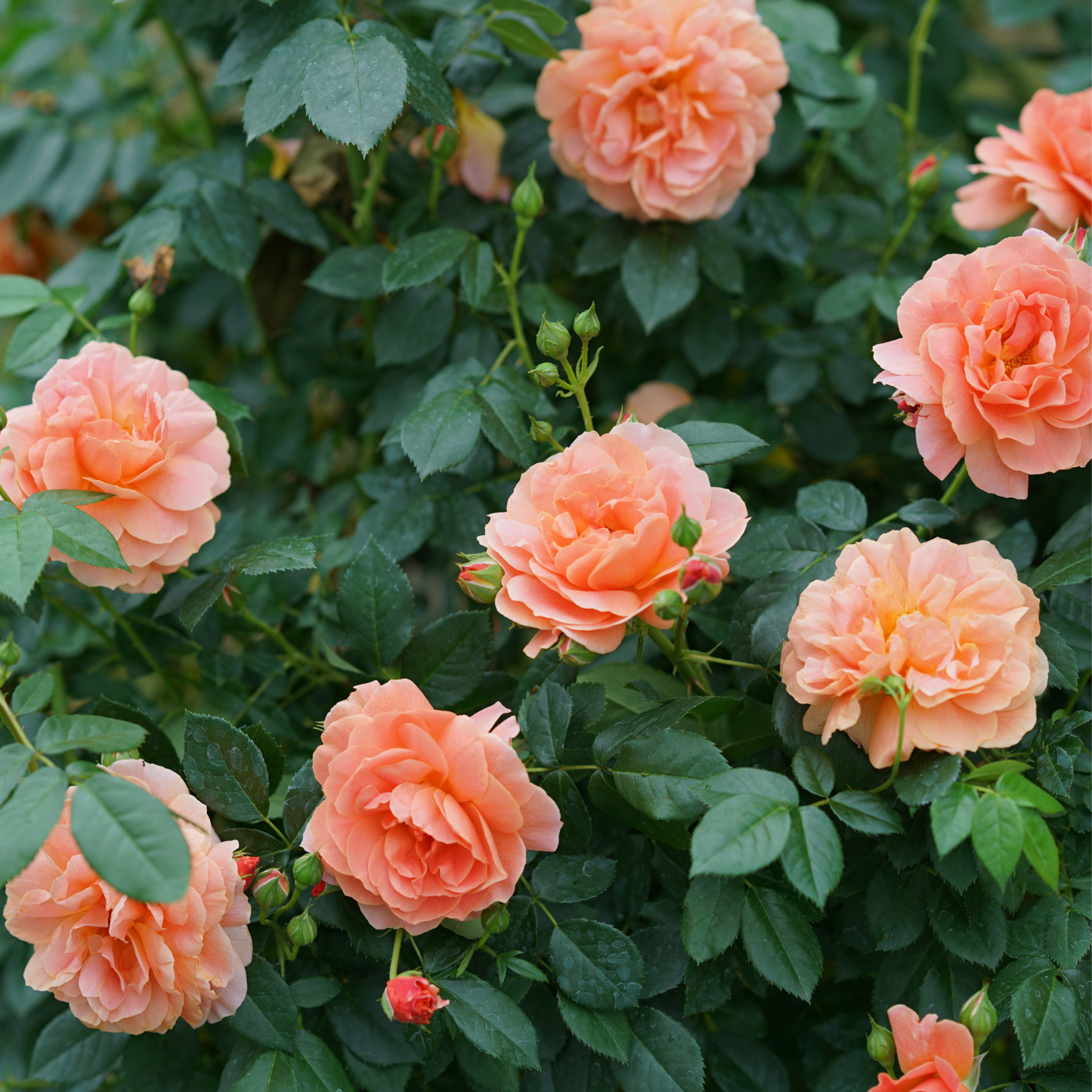 At Last® Rose