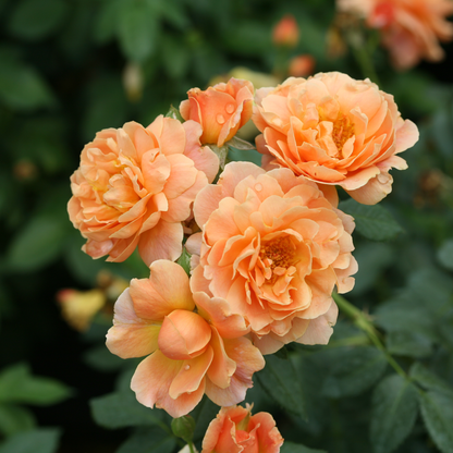 At Last® Rose