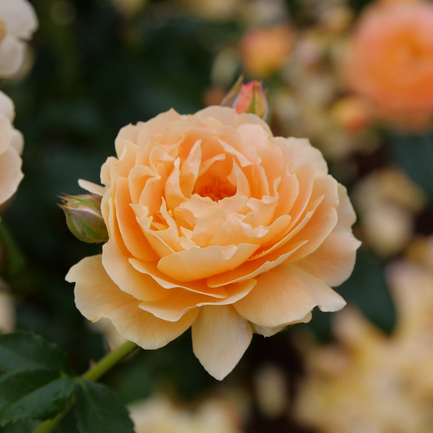 At Last® Rose