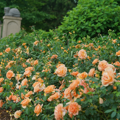 At Last® Rose