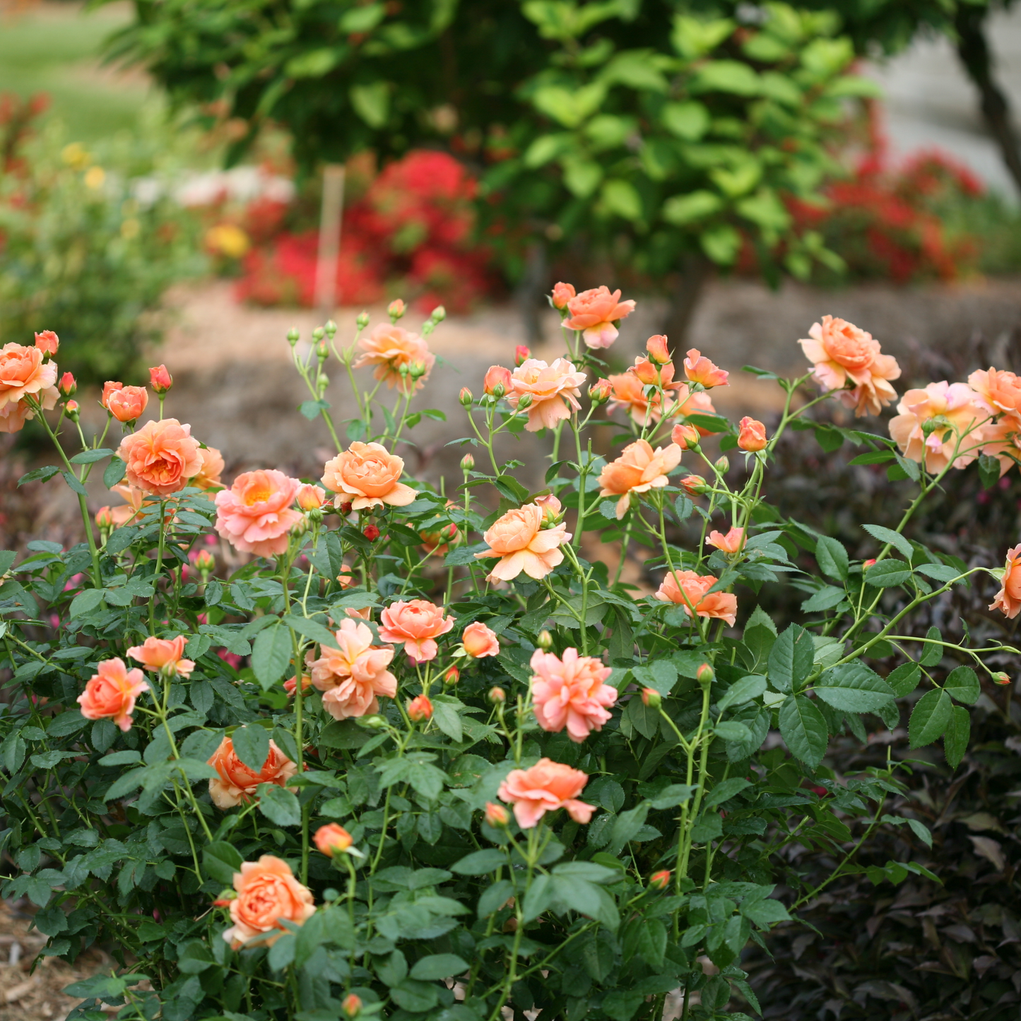 At Last® Rose