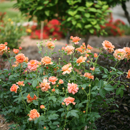 At Last® Rose