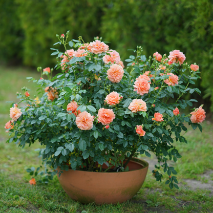 At Last® Rose
