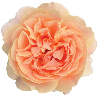 At Last® Rose