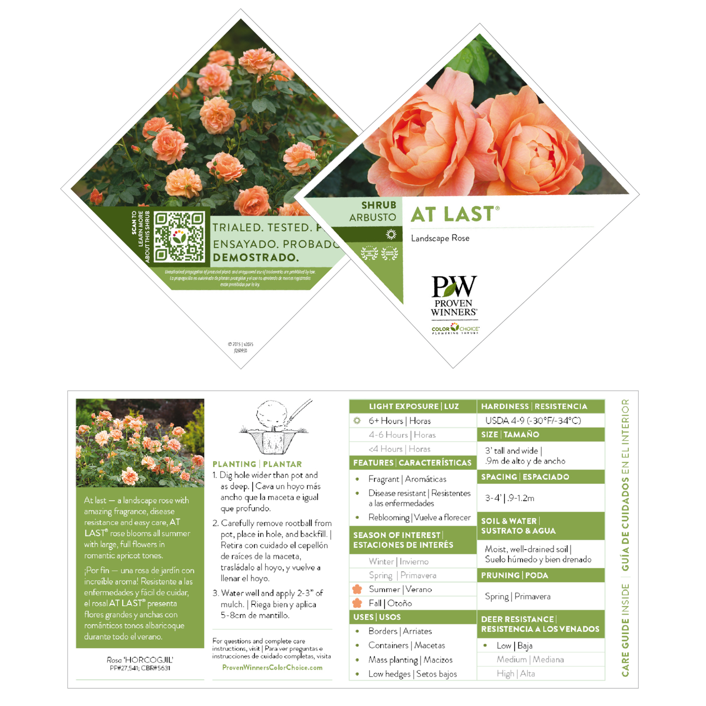 At Last® Rose