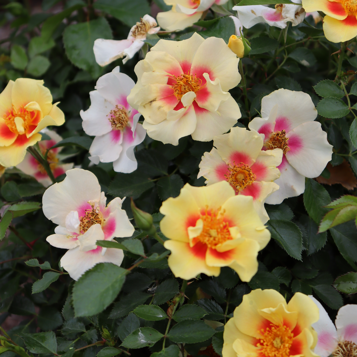 Ringo® Rose