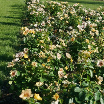 Ringo® Rose