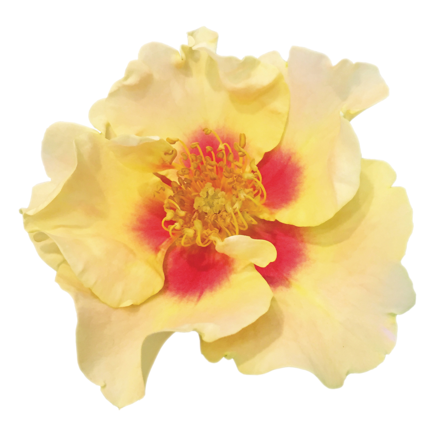 Ringo® Rose