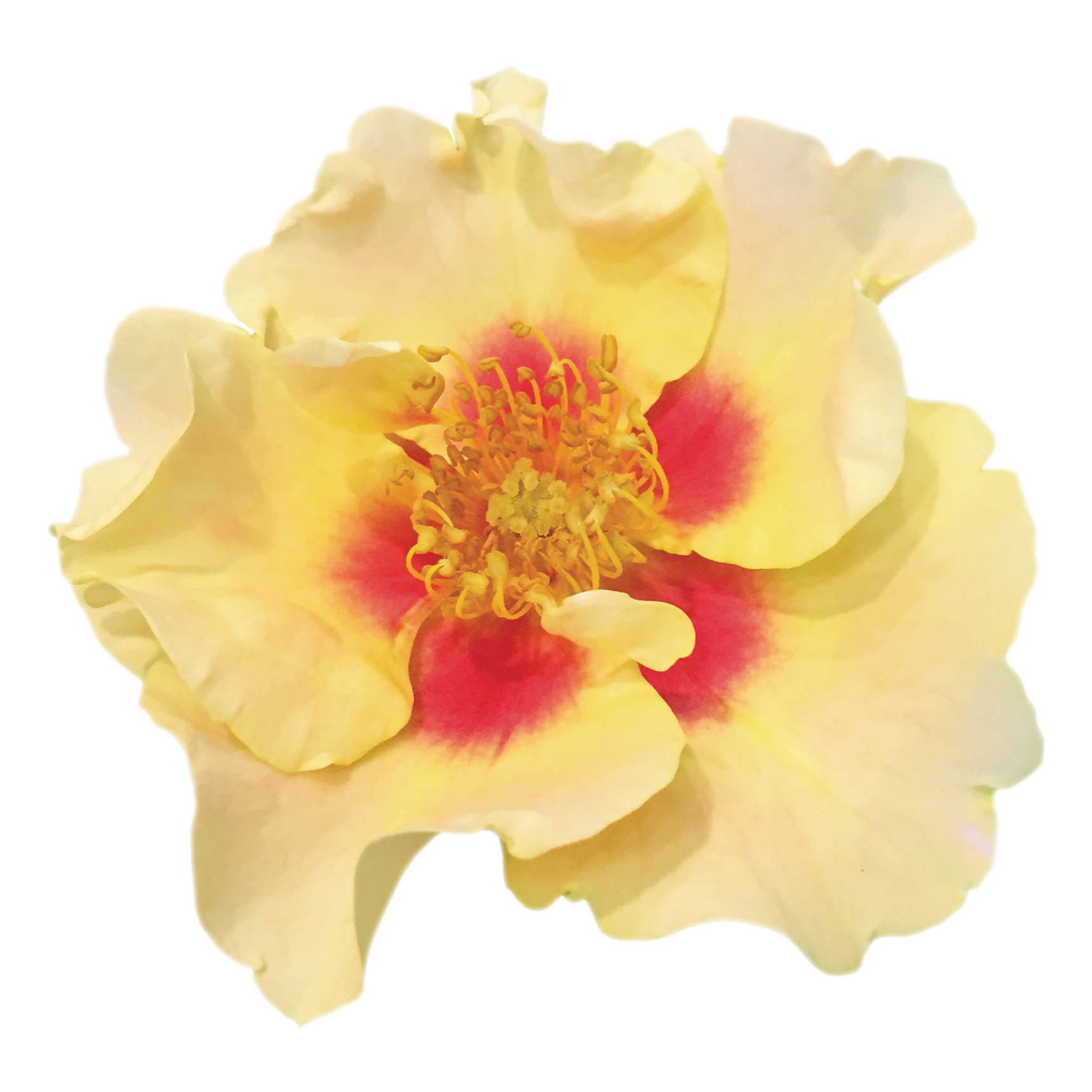 Ringo Rose in macro.