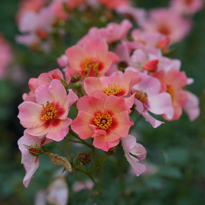 Ringo All-Star™ Rose