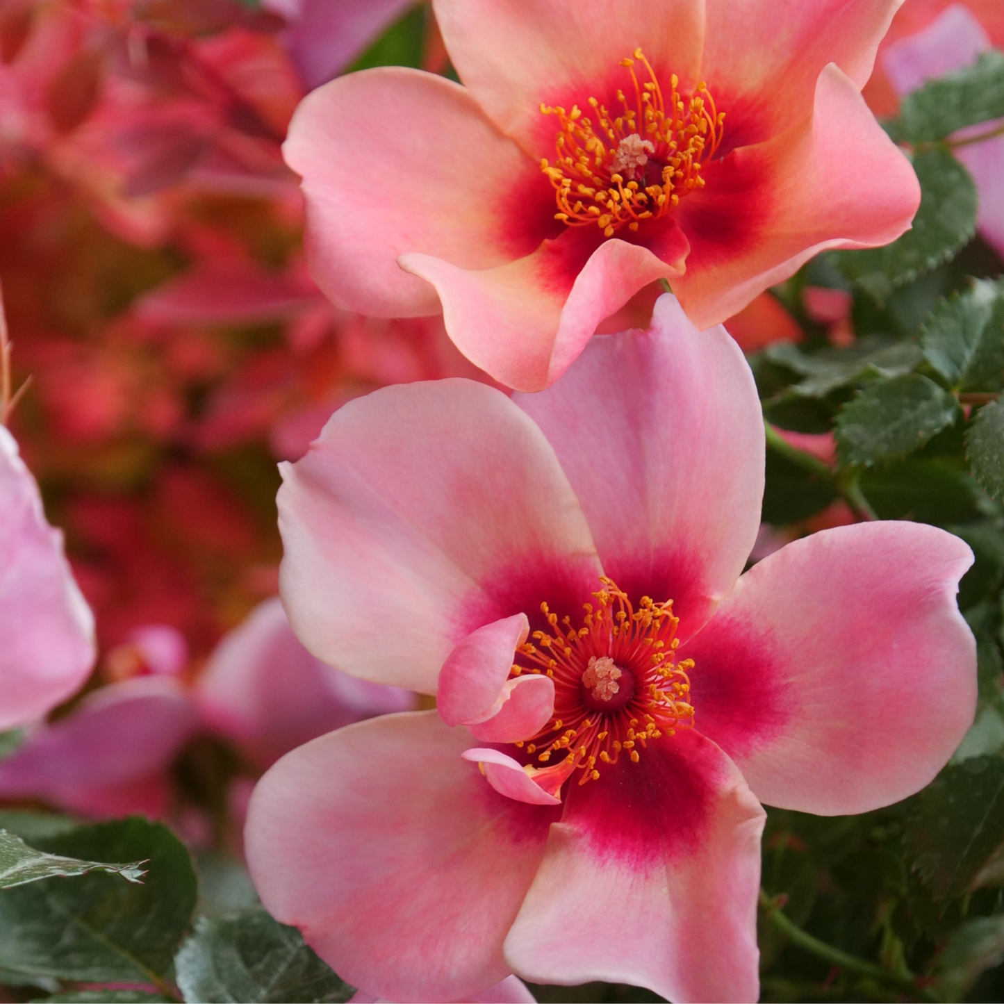 Ringo All-Star™ Rose