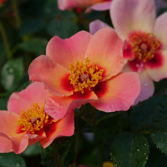 Ringo All-Star Rose up close.