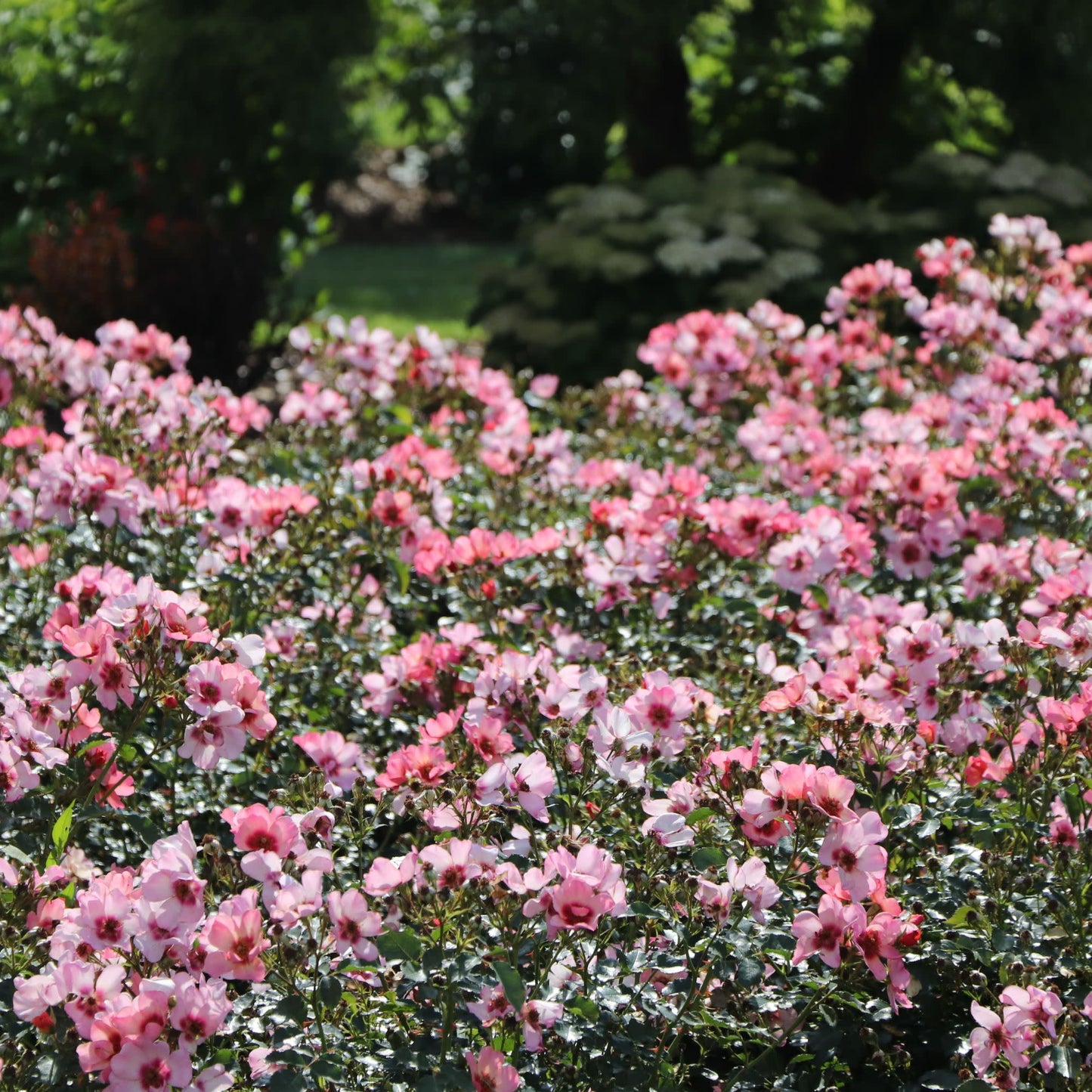 Ringo All-Star™ Rose