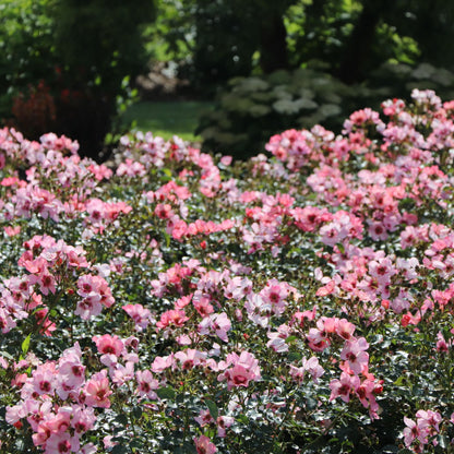 Ringo All-Star™ Rose