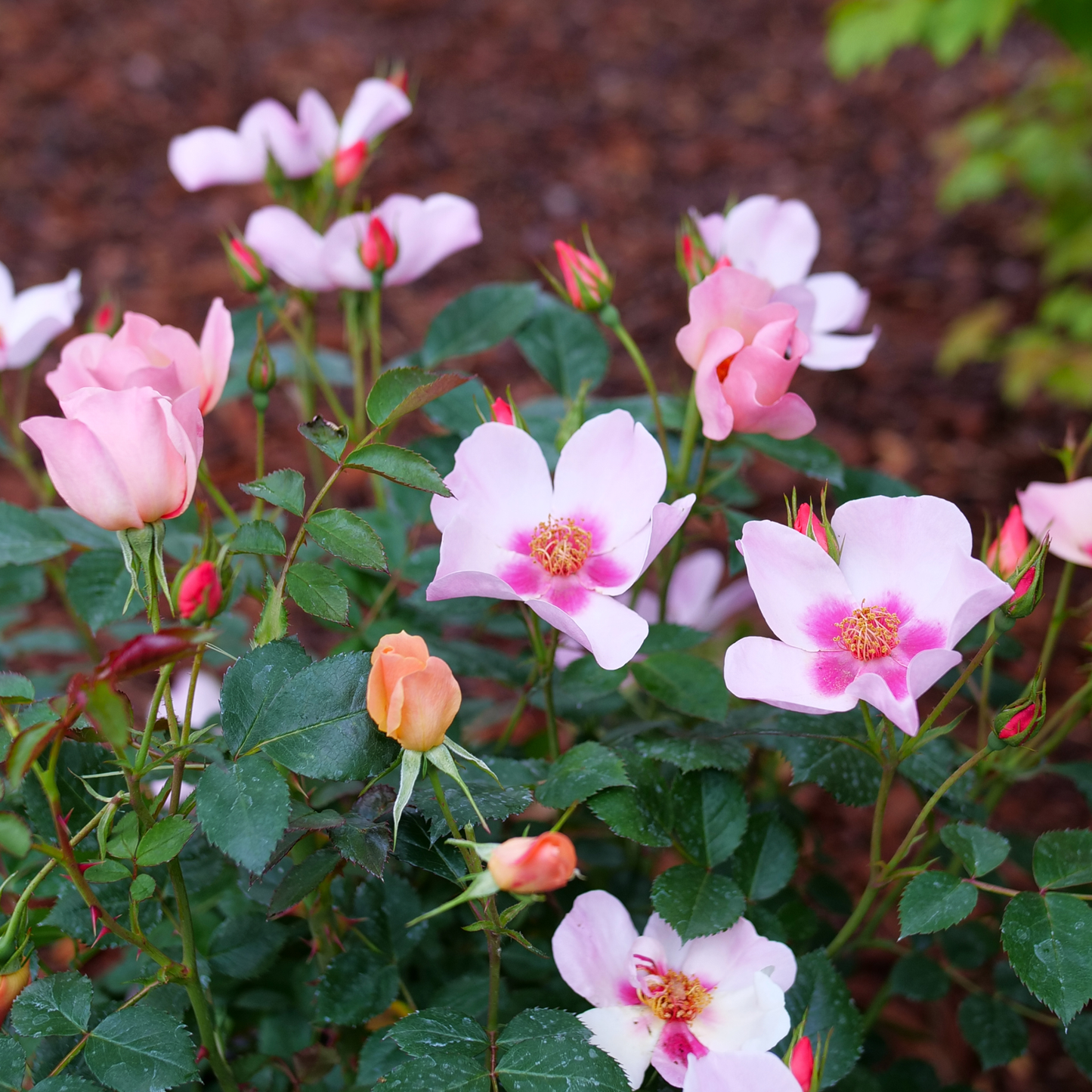 Ringo All-Star™ Rose