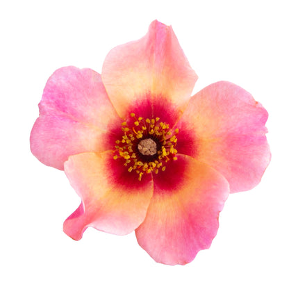 Ringo All-Star™ Rose