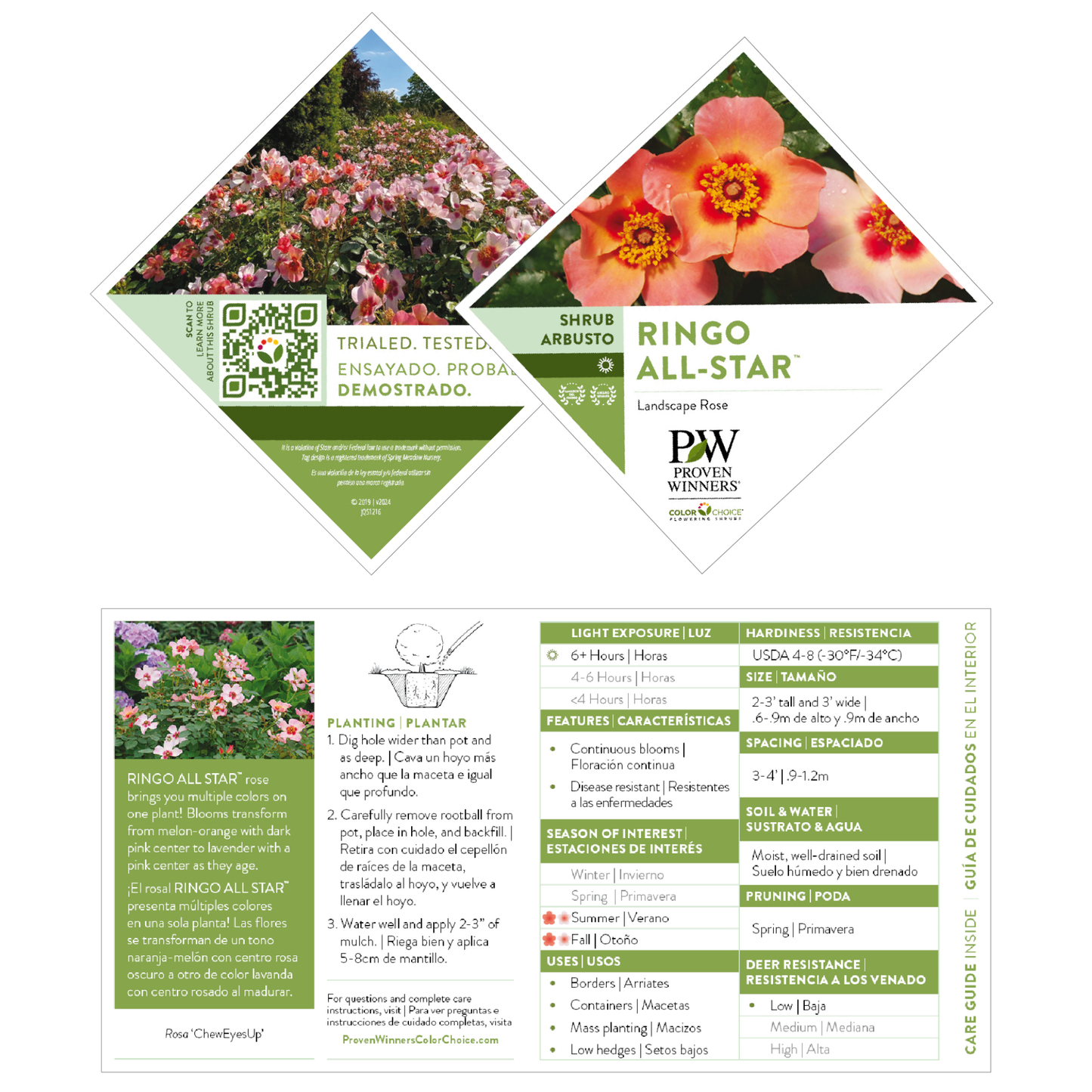 Ringo All-Star™ Rose