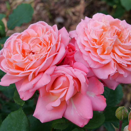 Reminiscent® Coral Rose