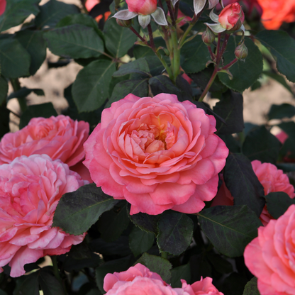 Reminiscent® Coral Rose
