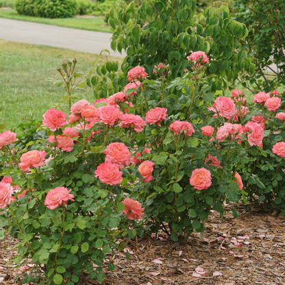 Reminiscent® Coral Rose
