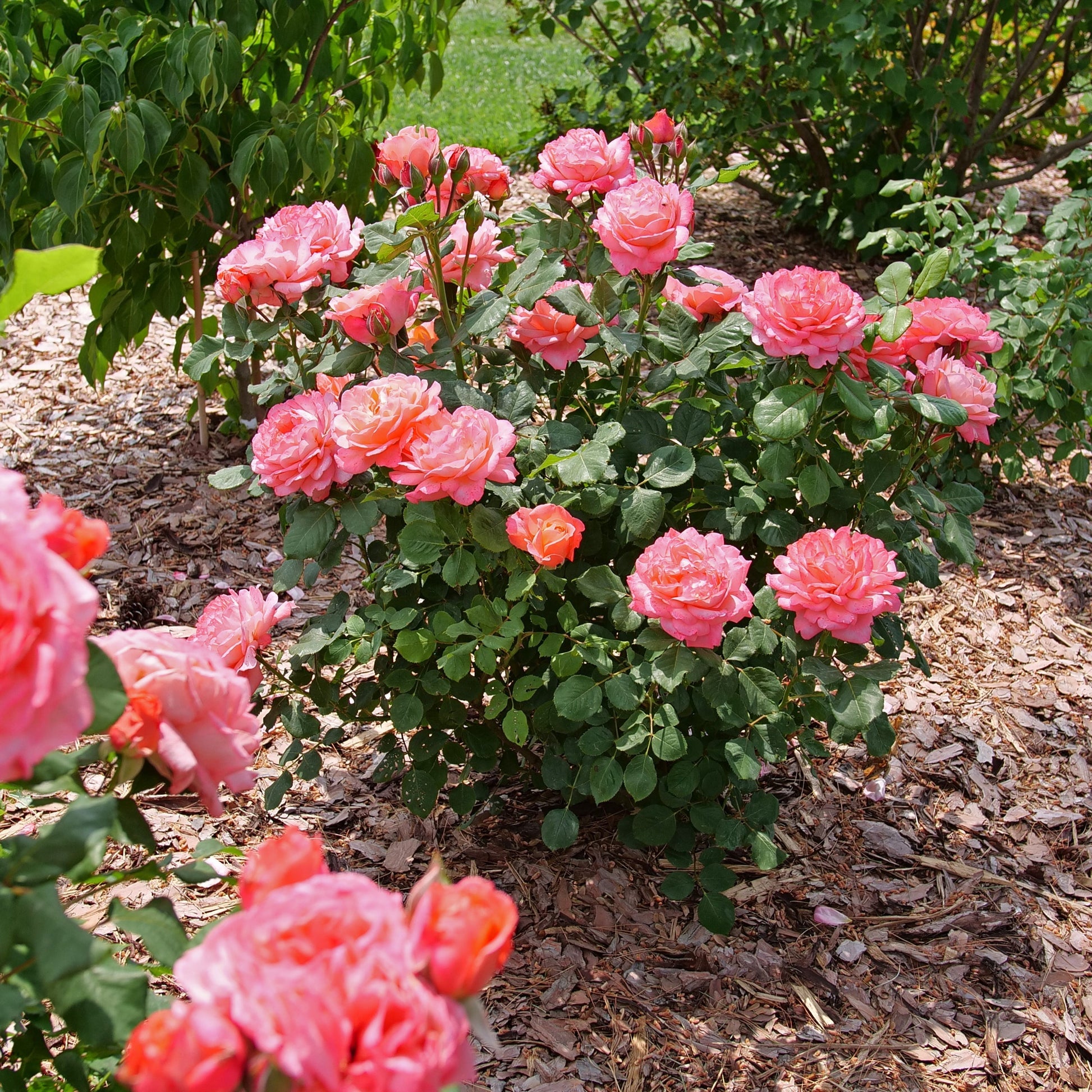Reminiscent Coral Reminiscent Coral Rose in use.