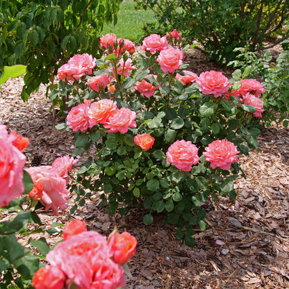 Reminiscent Coral Reminiscent Coral Rose in use.