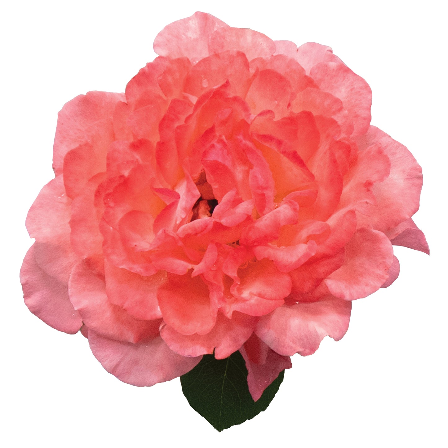 Reminiscent® Coral Rose