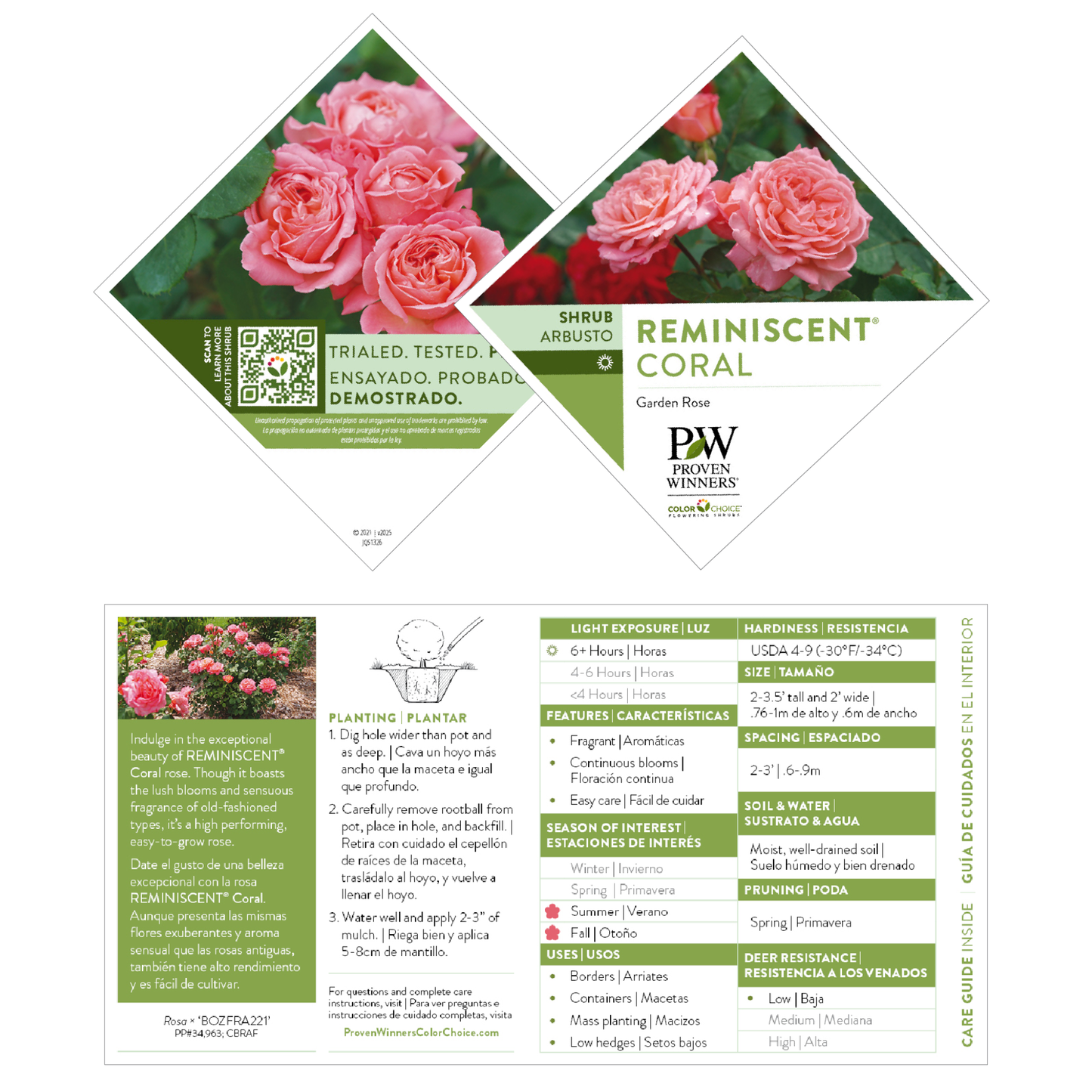 Reminiscent® Coral Rose