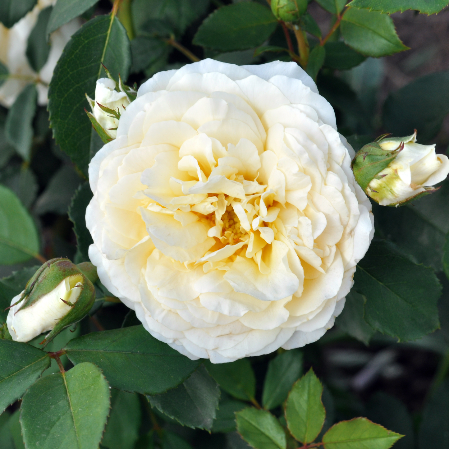 Reminiscent® Crema Rose