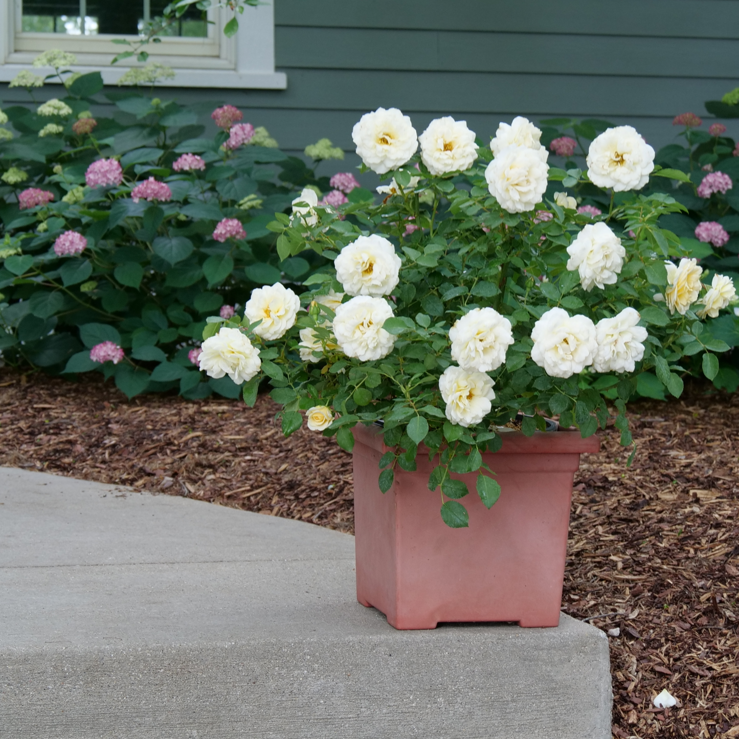 Reminiscent® Crema Rose