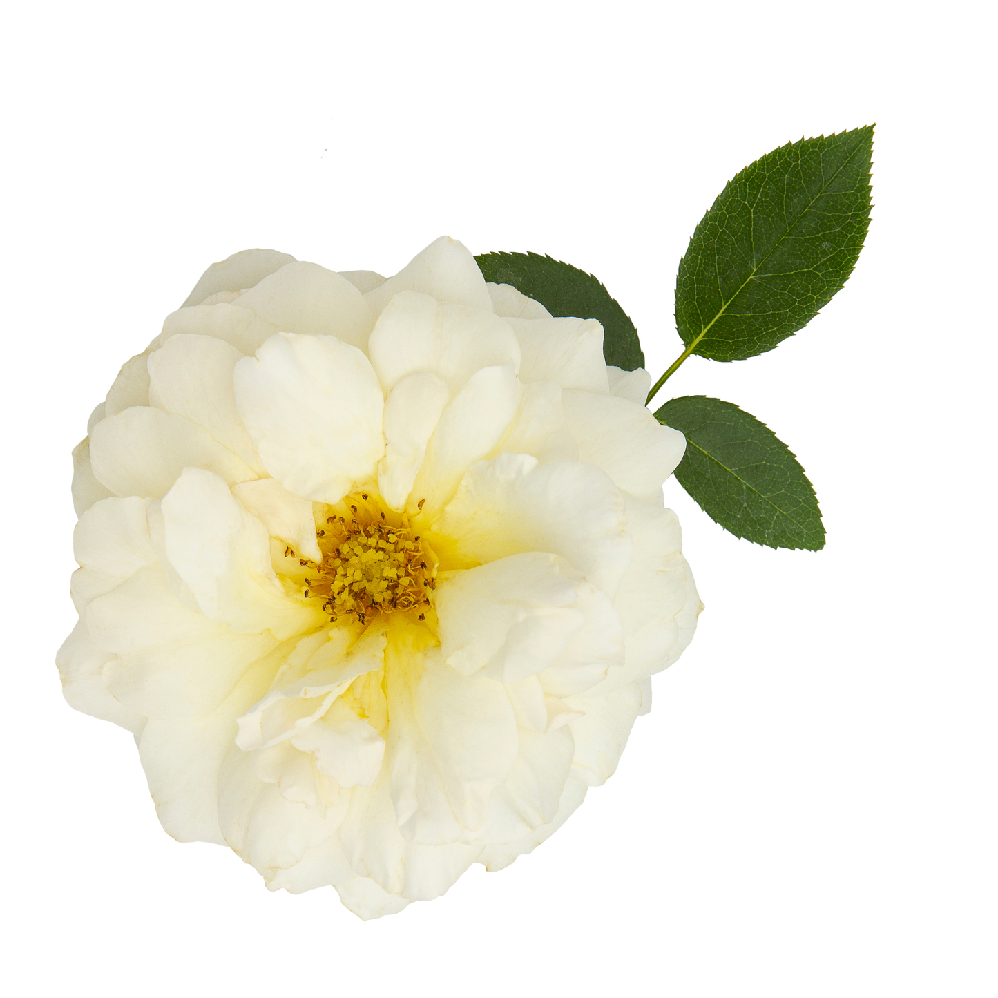 Reminiscent® Crema Rose