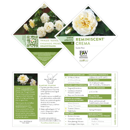 Reminiscent® Crema Rose