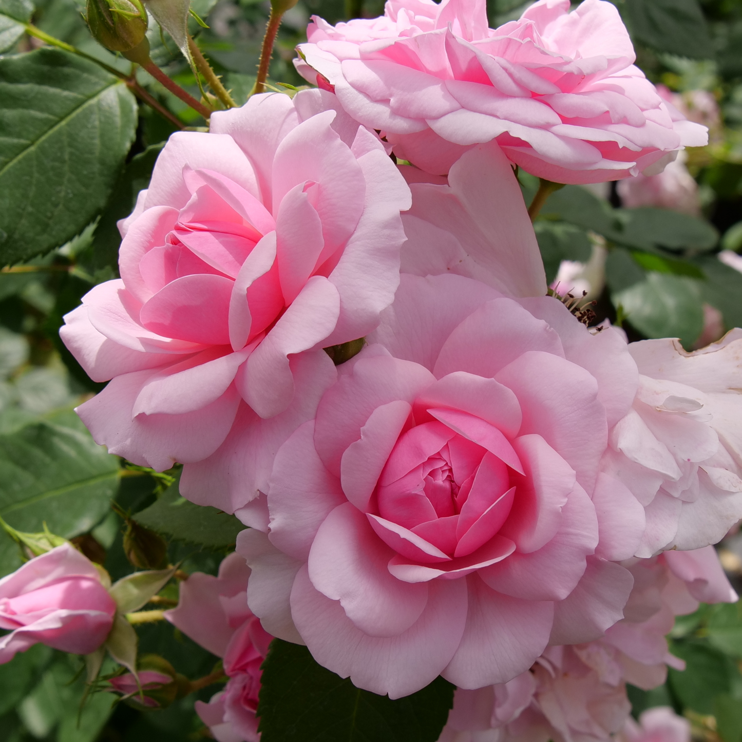 Reminiscent® Pink Rose
