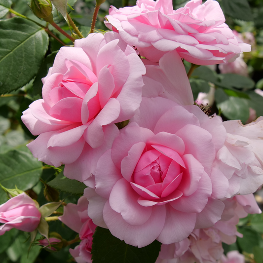 Reminiscent® Pink Rose