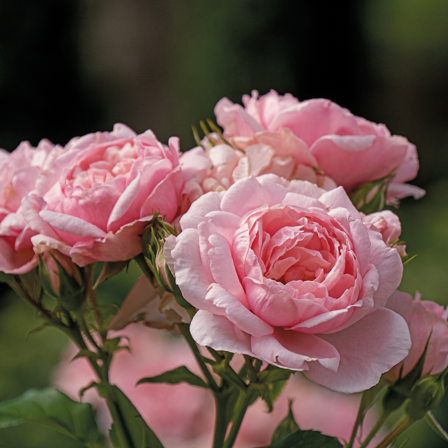 Reminiscent® Pink Rose