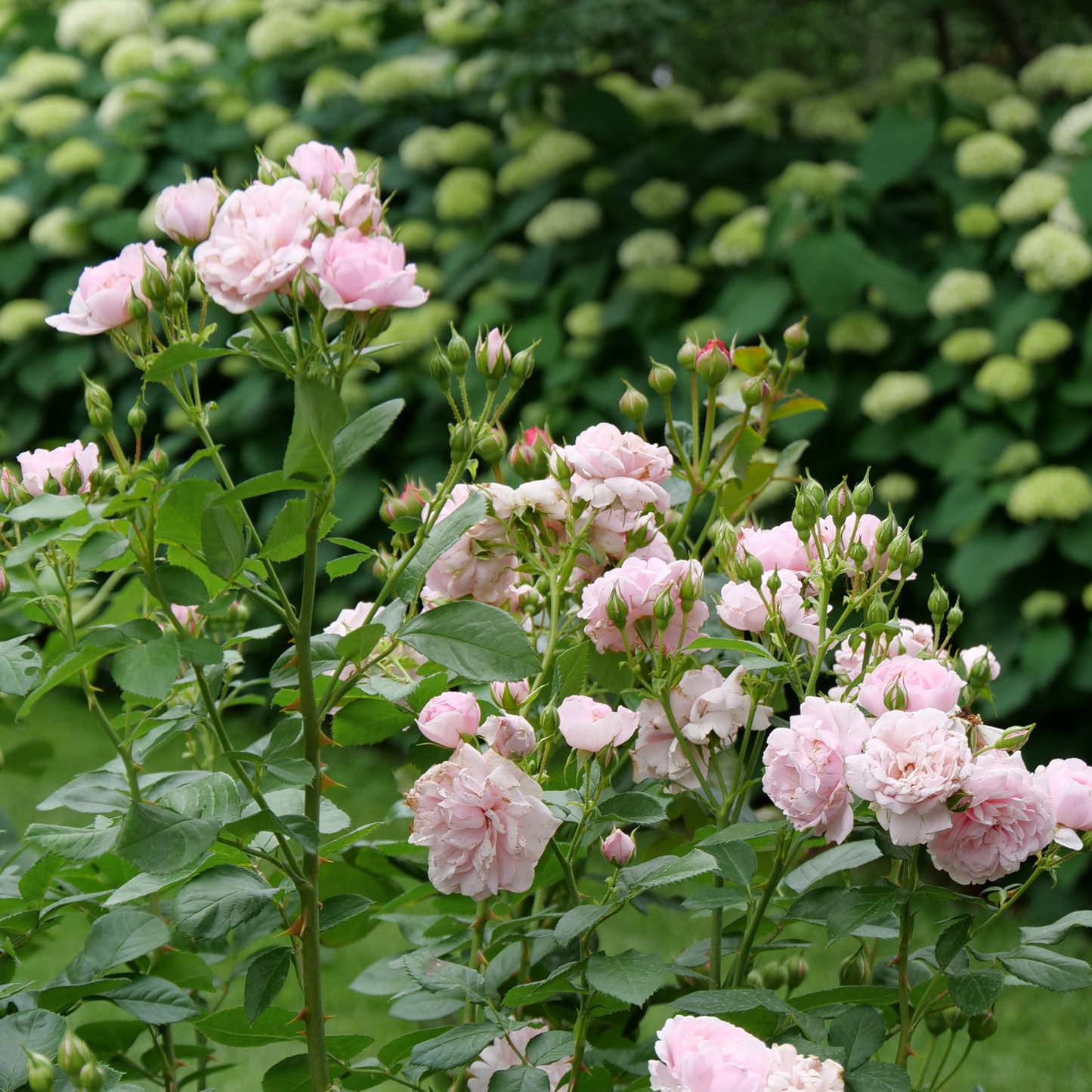 Reminiscent® Pink Rose