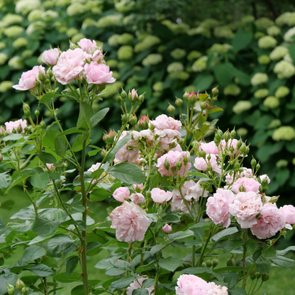 Reminiscent® Pink Rose