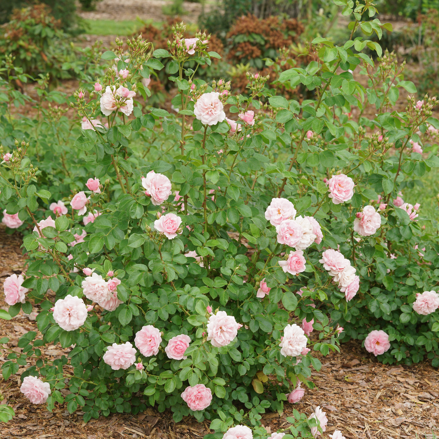 Reminiscent® Pink Rose