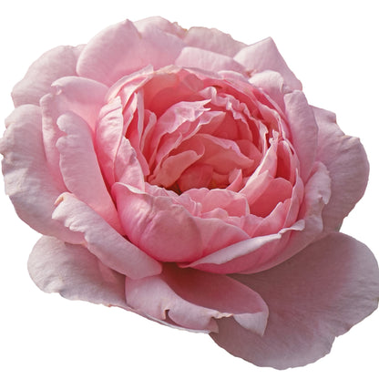 Reminiscent® Pink Rose