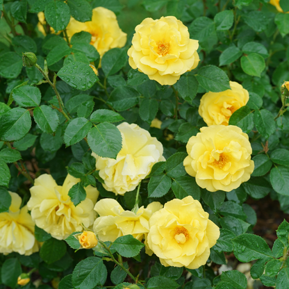 Reminiscent® Yellow Garden Rose (Rosa hybrid) | Proven Winners® New Variety 2026