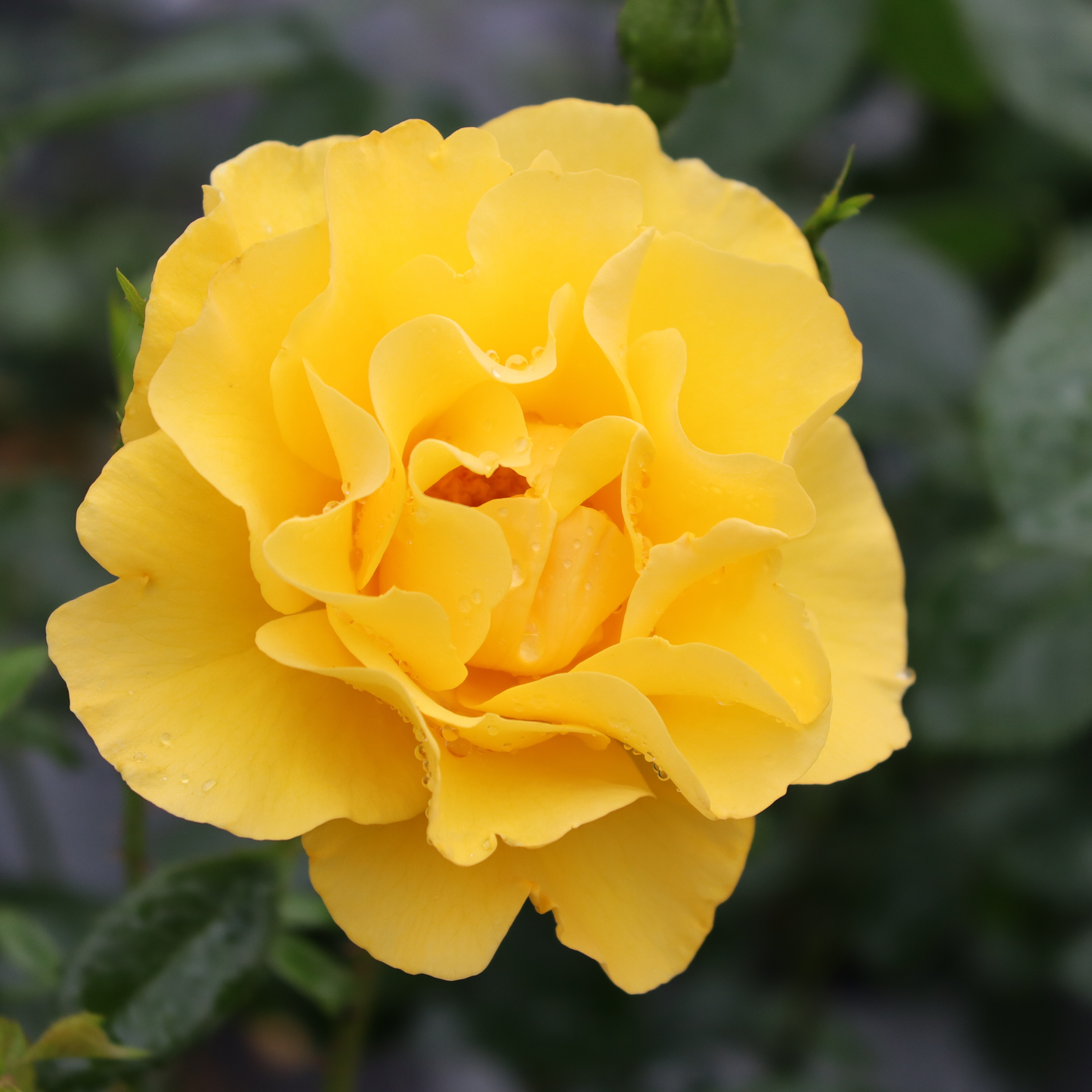 Reminiscent® Yellow Garden Rose (Rosa hybrid) | Proven Winners® New Variety 2026