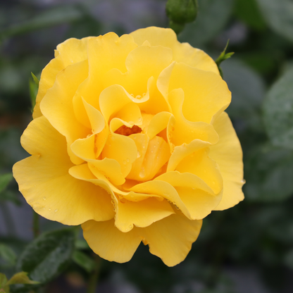 Reminiscent® Yellow Garden Rose (Rosa hybrid) | Proven Winners® New Variety 2026