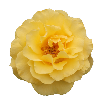 Reminiscent® Yellow Garden Rose (Rosa hybrid) | Proven Winners® New Variety 2026