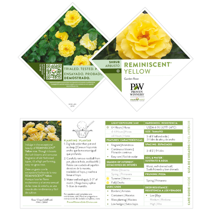 Reminiscent® Yellow Garden Rose (Rosa hybrid) | Proven Winners® New Variety 2026