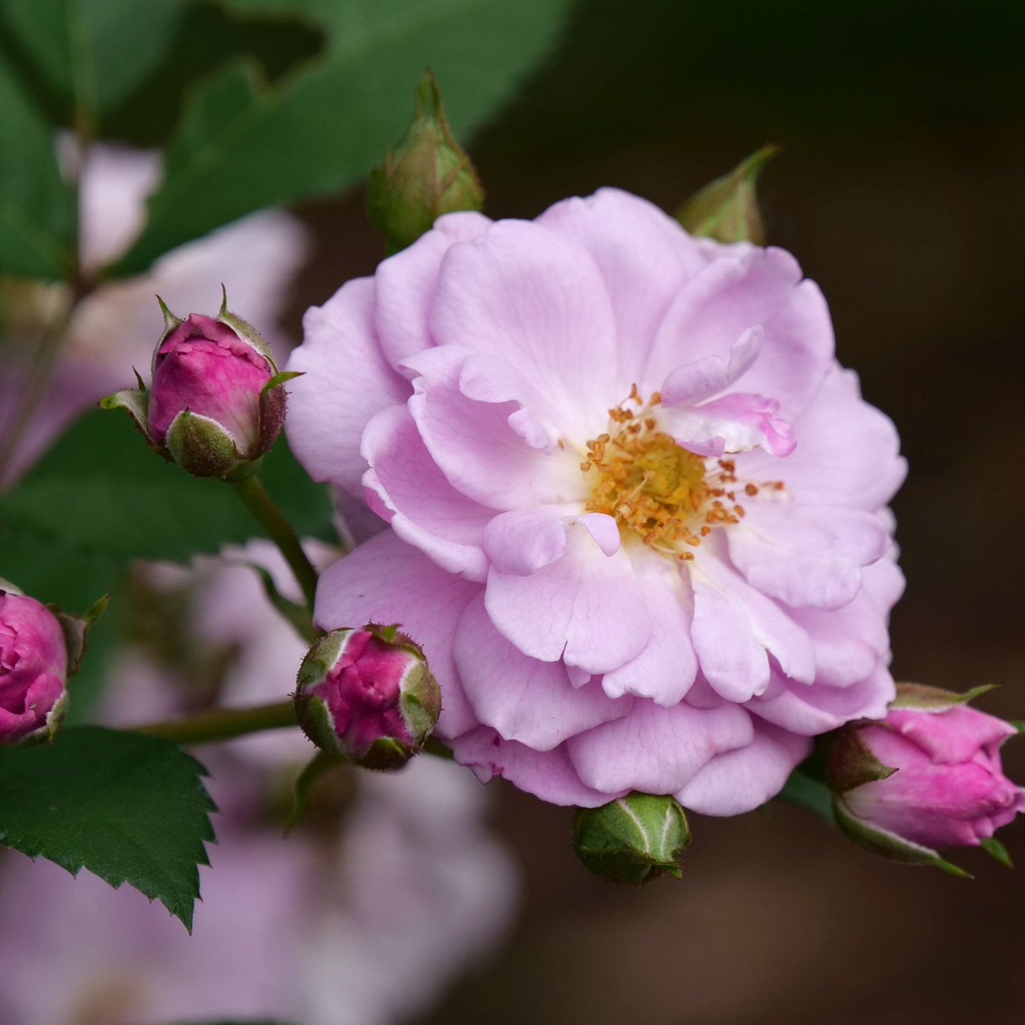 Rise Up Lilac Days® Rose