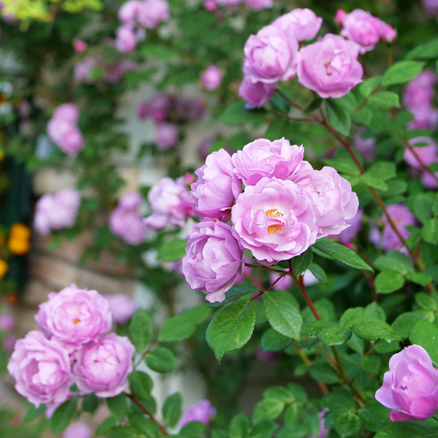 Rise Up Lilac Days® Rose