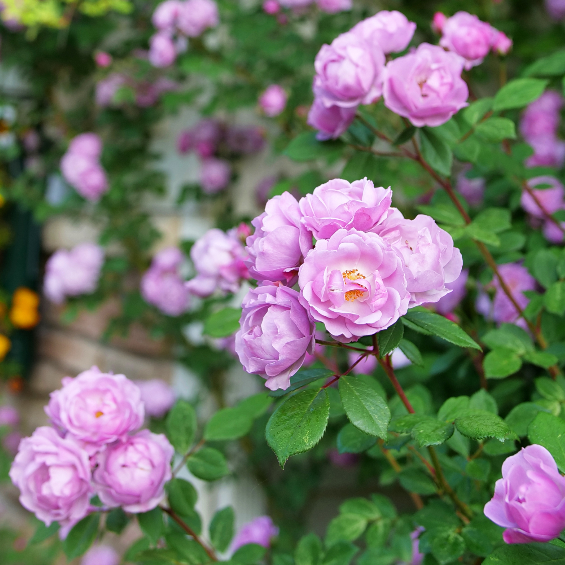 Rose | Rise Up Lilac Days® | Proven Winners® Shrubs – Proven