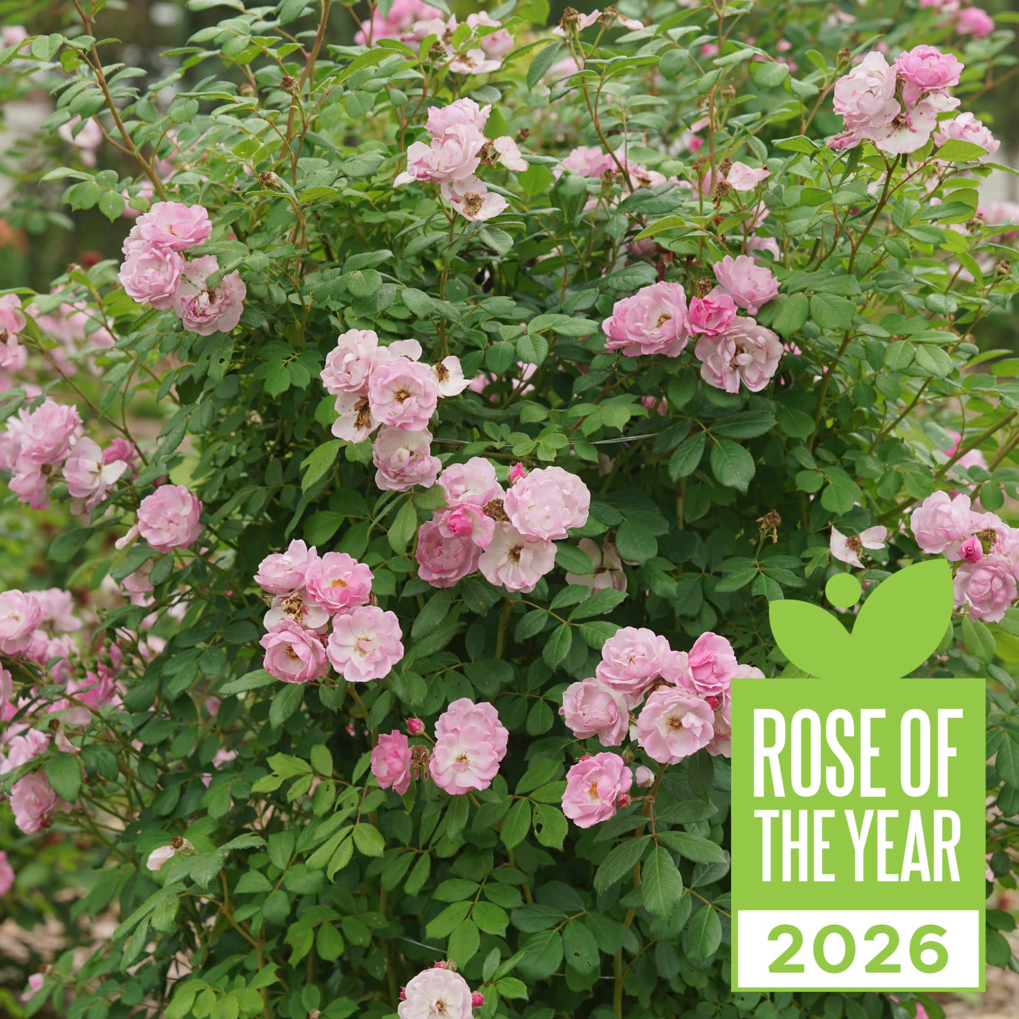 完売‼️ ALL ROSES LIVING PROOF Dash  Romantic Pinks Bundle (Auspike) | David Austin Roses
