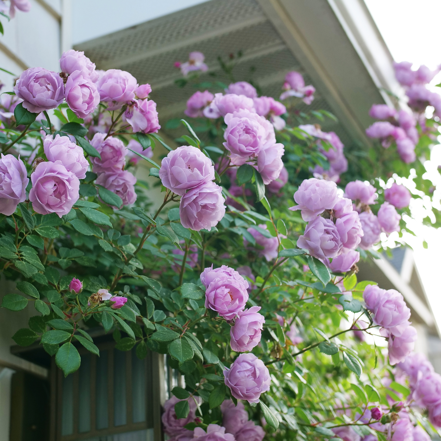 Rise Up Lilac Days® Rose