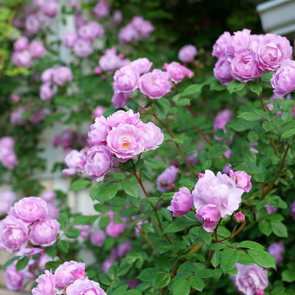 Rise Up Lilac Days® Rose